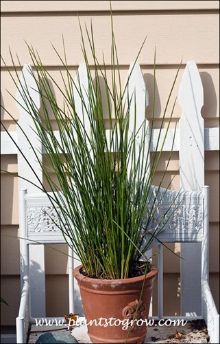 A nice vertical accent plant.